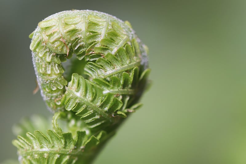 Fern