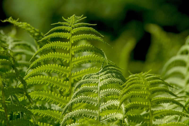 Green Leaf Plant