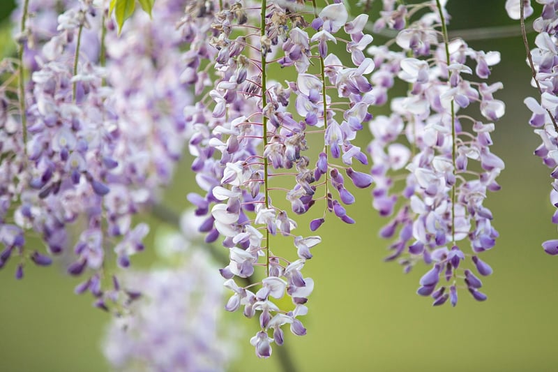 Hanging Gutter Garden