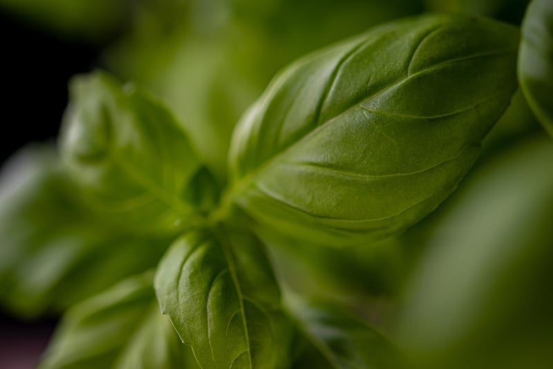 Hanging Herb Garden